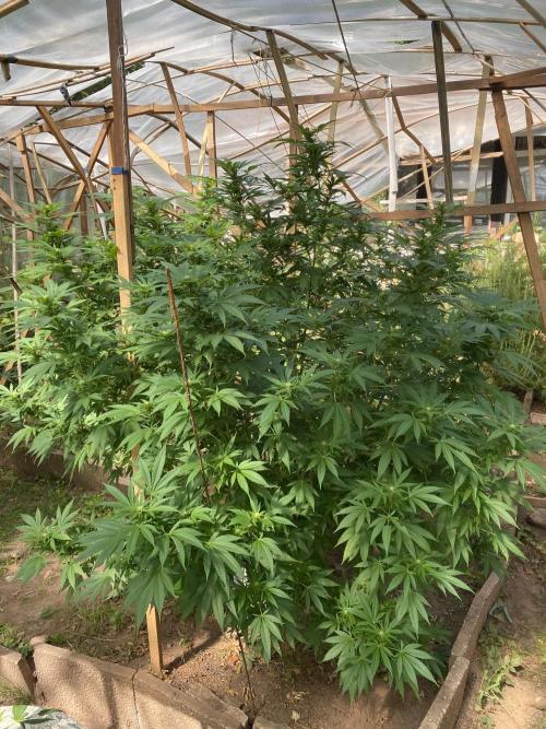 Critical Greenhouse/Outdoor. Week 12