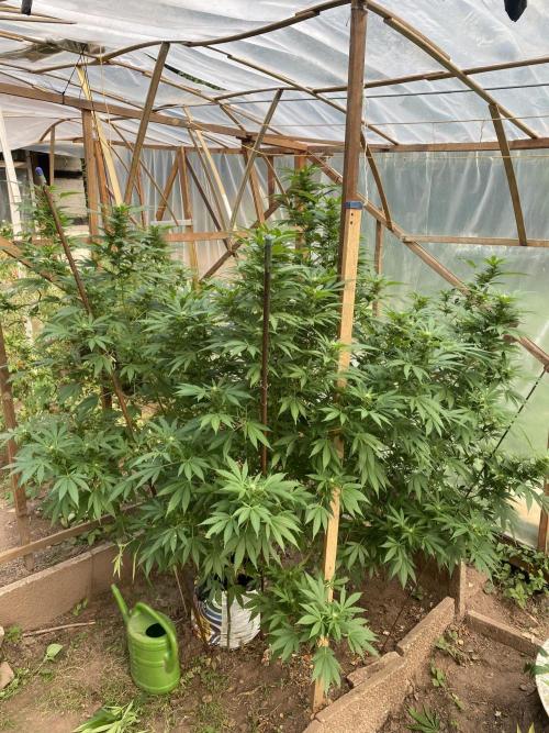 Critical Greenhouse/Outdoor. Week 12