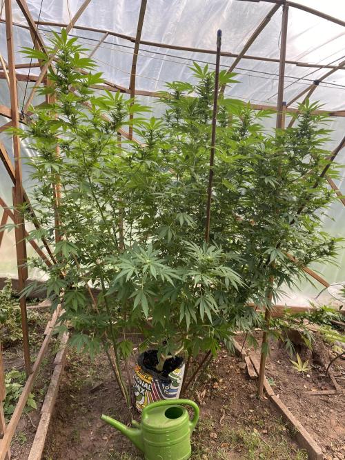 Critical Greenhouse/Outdoor. Week 12