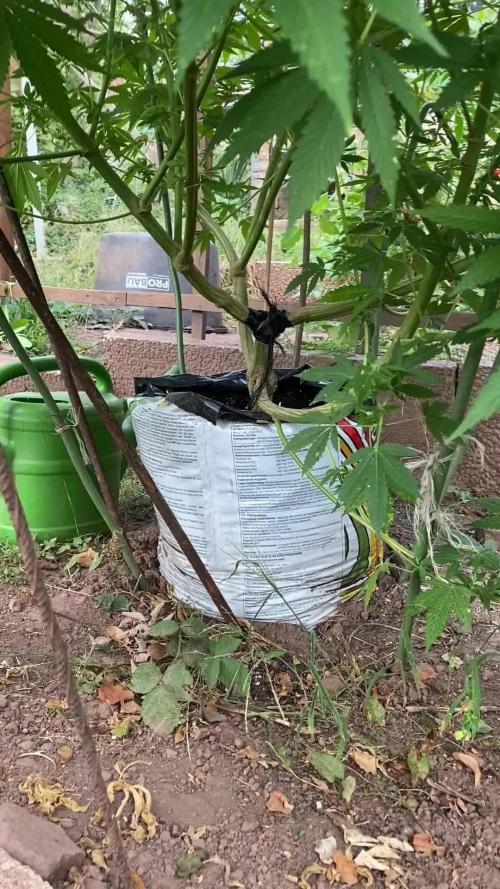 Critical Greenhouse/Outdoor