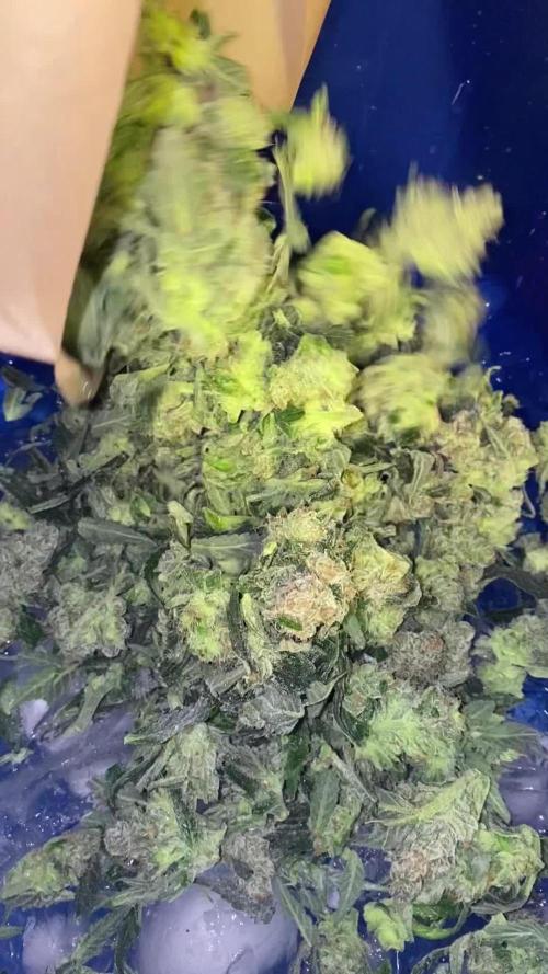 DWC/Candy Jungle Auto