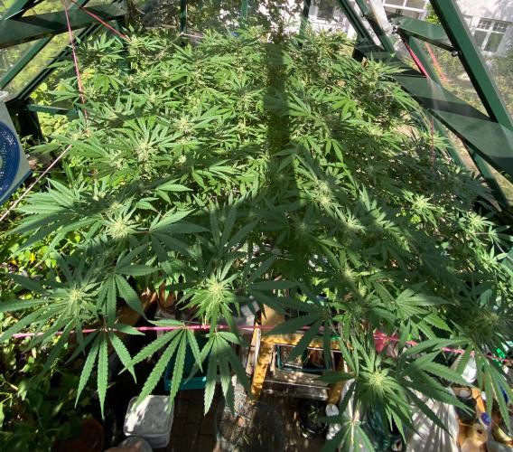 Georgias Cream Outdoor/greenhouse. Week 19