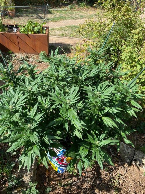 TropicalKush Outdoor. Week 18