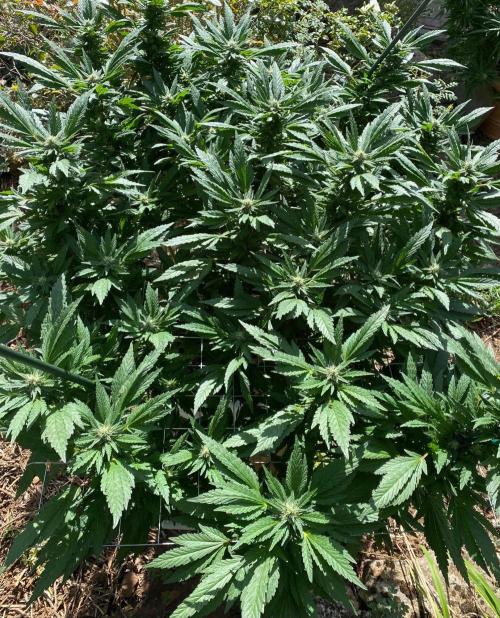 TropicalKush Outdoor. Week 18