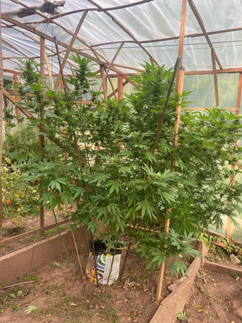 Critical Greenhouse/Outdoor. Week 13