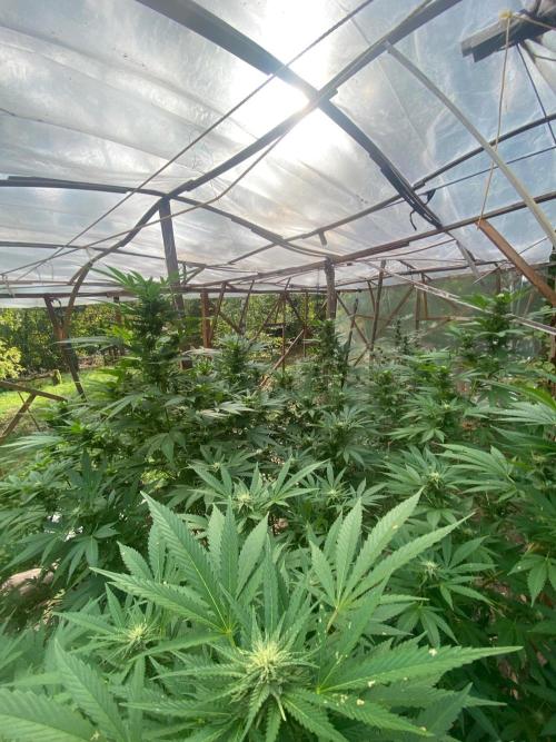 Critical Greenhouse/Outdoor. Week 13
