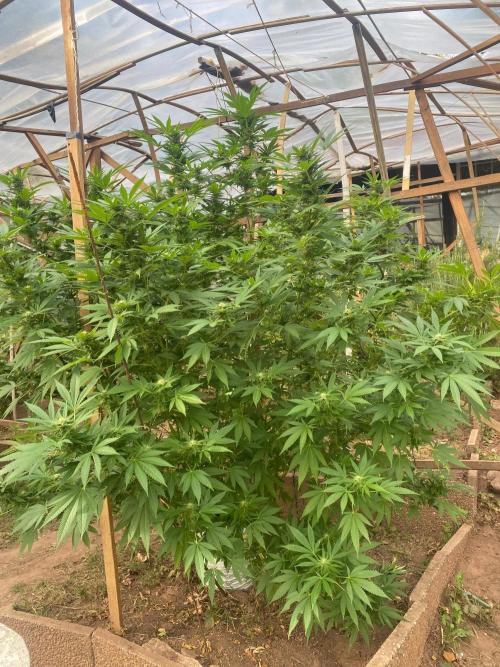 Critical Greenhouse/Outdoor. Week 13