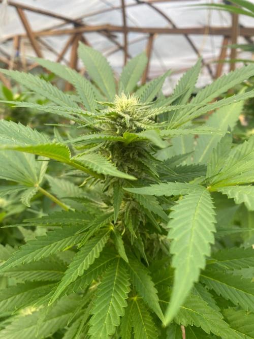 Critical Greenhouse/Outdoor. Week 13