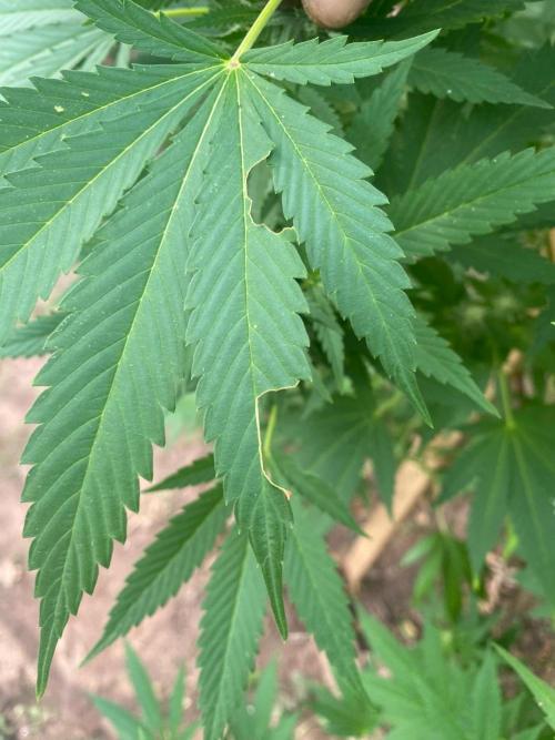 Critical Greenhouse/Outdoor. Week 13