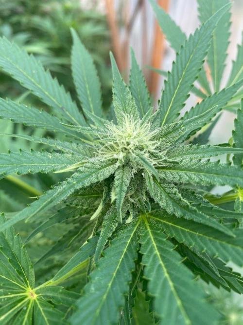 Critical Greenhouse/Outdoor. Week 13