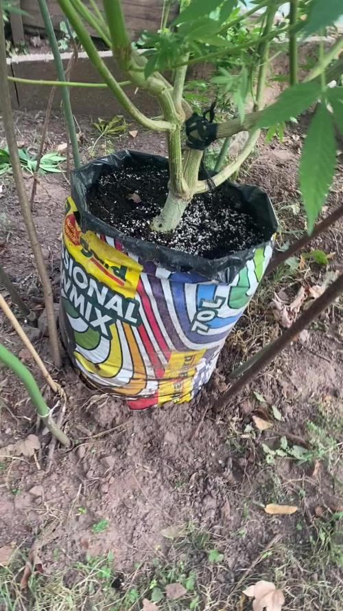 Critical Greenhouse/Outdoor