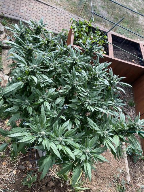 TropicalKush Outdoor. Week 19