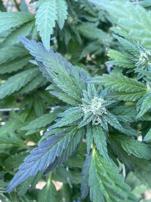 TropicalKush Outdoor. Week 19
