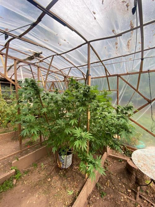 Critical Greenhouse/Outdoor. Week 14