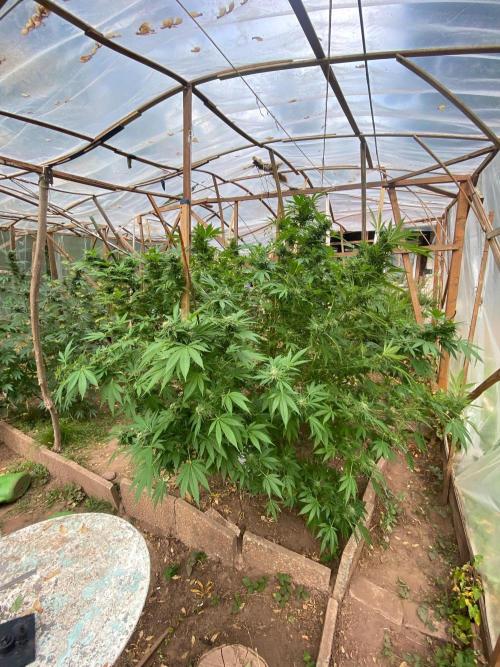 Critical Greenhouse/Outdoor. Week 14
