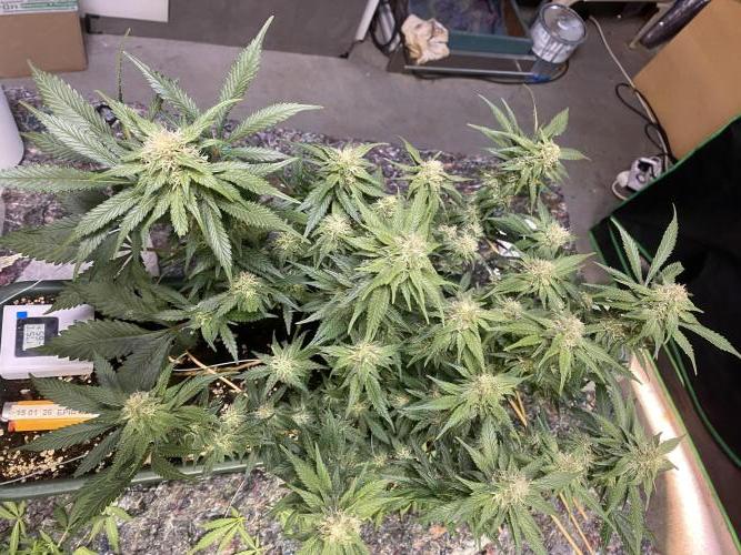 EPICC/CAPTAIN/RUNTZ/FirstTentGrow. Week 10 - Epic Buzz 