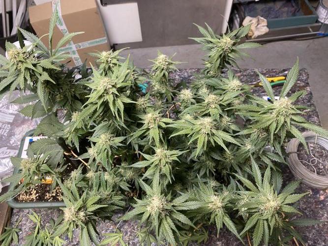 EPICC/CAPTAIN/RUNTZ/FirstTentGrow. Week 10 - Epic Buzz 