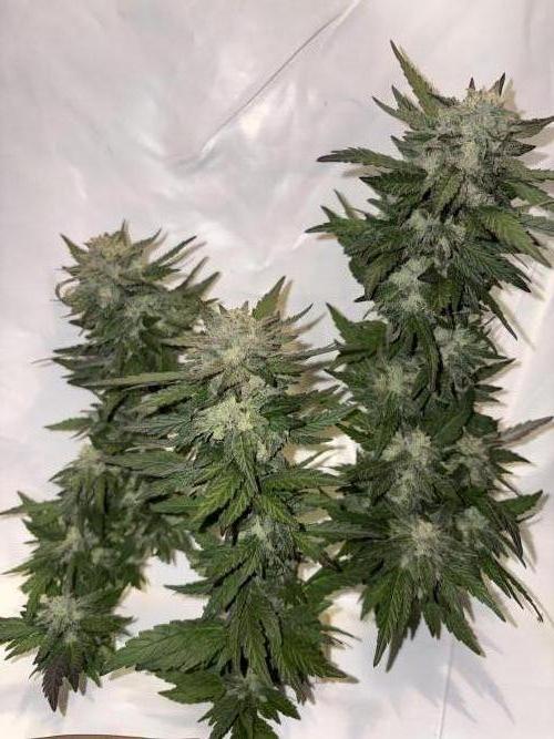 TropicalKush Outdoor. Week 20