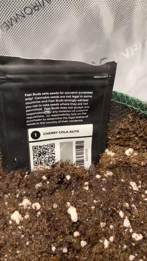 Strawberry Gorilla Auto