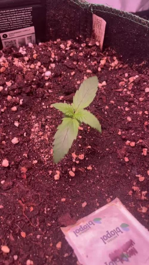 Strawberry Gorilla Auto