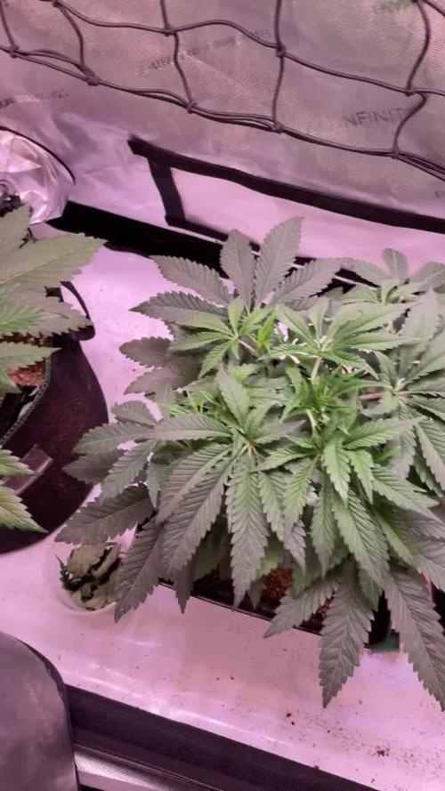 Strawberry Gorilla Auto