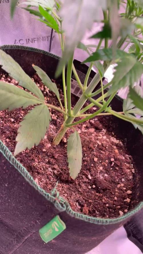 Strawberry Gorilla Auto