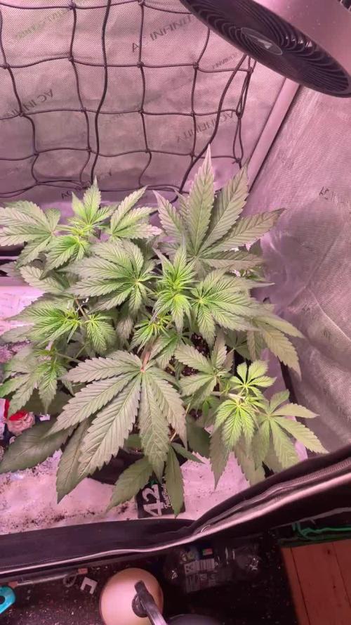 Strawberry Gorilla Auto