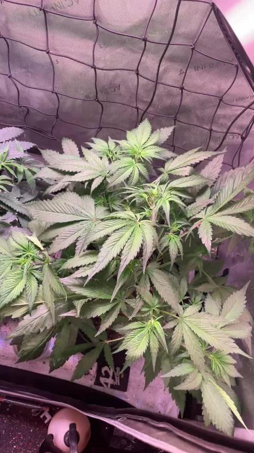 Strawberry Gorilla Auto