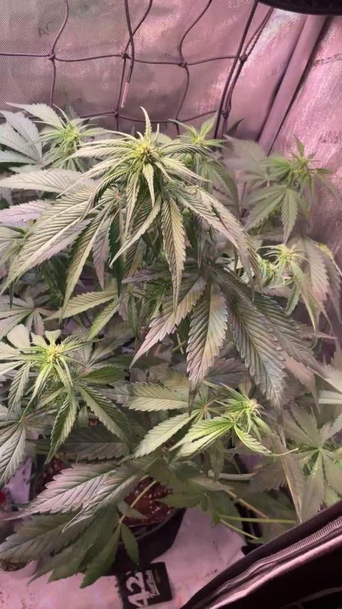 Strawberry Gorilla Auto