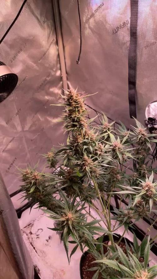 Strawberry Gorilla Auto