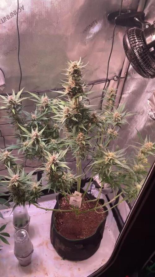 Strawberry Gorilla Auto