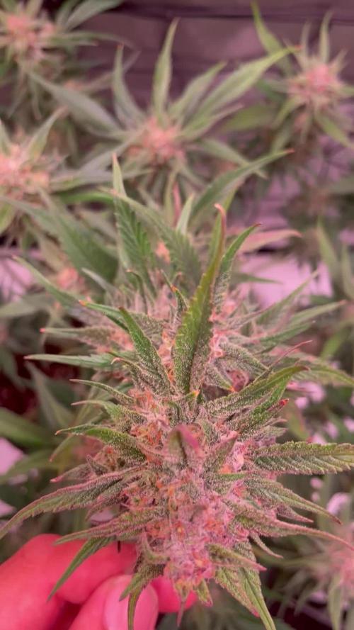 Strawberry Gorilla Auto