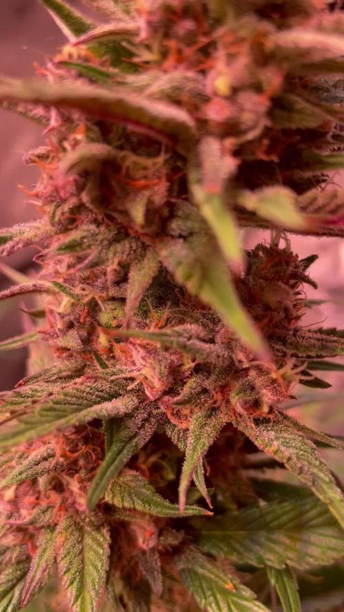 Strawberry Gorilla Auto