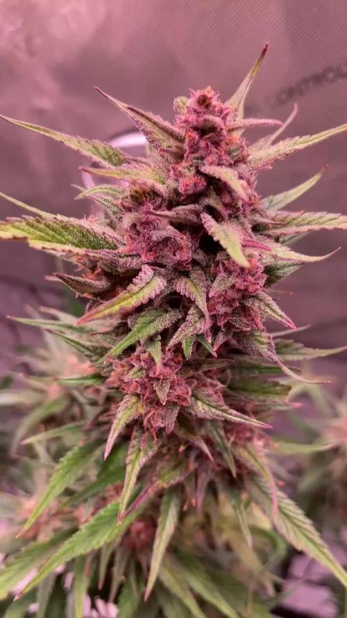 Strawberry Gorilla Auto