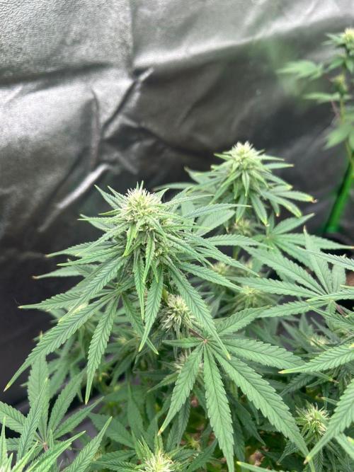 Wedding Cheesecake FF | FastBuds. Week 11