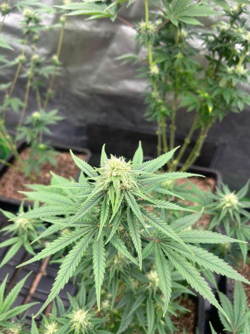 Wedding Cheesecake FF | FastBuds. Week 11