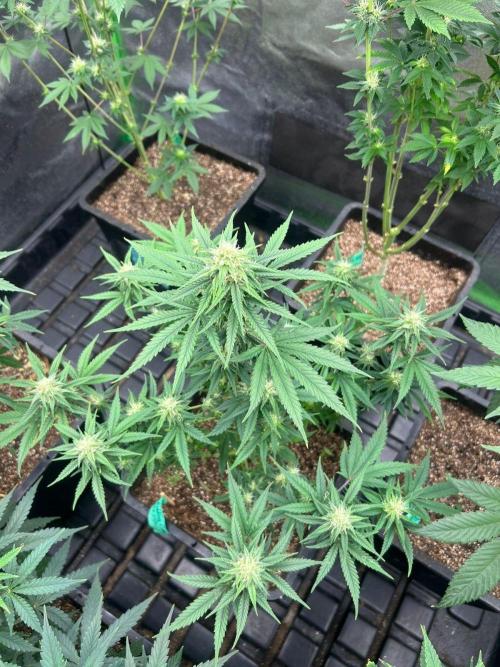 Wedding Cheesecake FF | FastBuds. Week 11