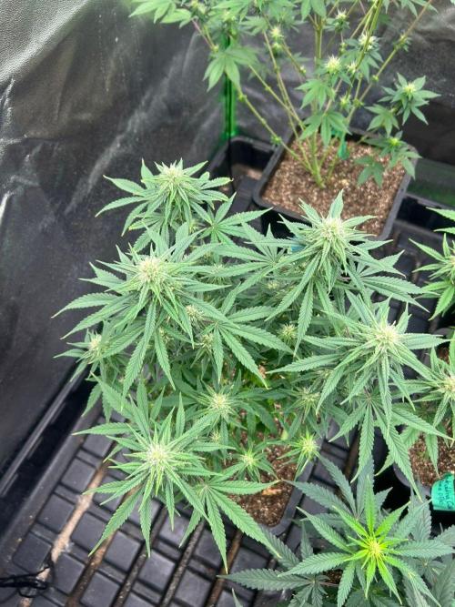 Wedding Cheesecake FF | FastBuds. Week 11