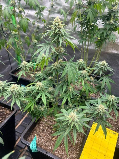 Wedding Cheesecake FF | FastBuds. Week 12