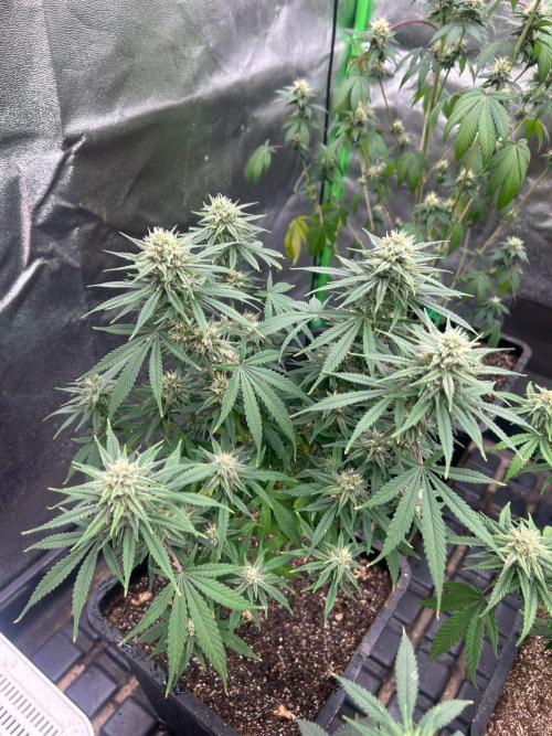 Wedding Cheesecake FF | FastBuds. Week 12