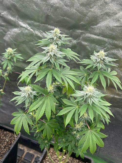 Gelato #45 | Barney's Farm. Week 12