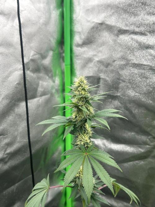 Gelato #45 | Barney's Farm. Week 12