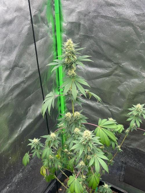 Gelato #45 | Barney's Farm. Week 12