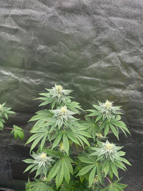 Gelato #45 | Barney's Farm. Week 12