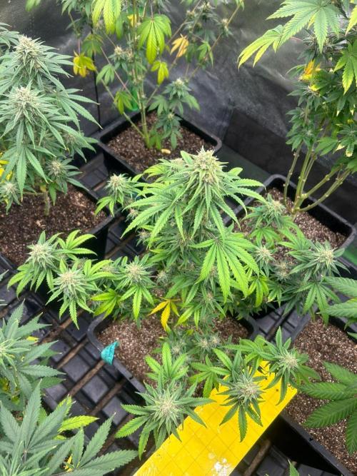 Wedding Cheesecake FF | FastBuds. Week 13