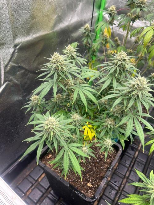Wedding Cheesecake FF | FastBuds. Week 13
