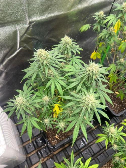 Wedding Cheesecake FF | FastBuds. Week 13