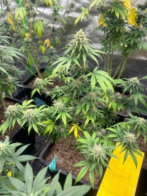 Wedding Cheesecake FF | FastBuds. Week 13