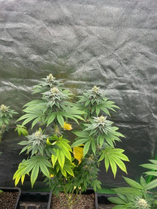 Gelato #45 | Barney's Farm. Week 13