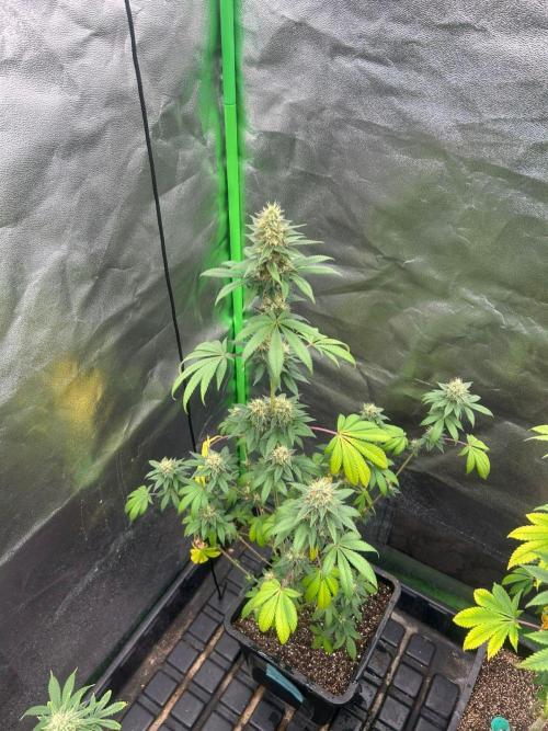 Gelato #45 | Barney's Farm. Week 13